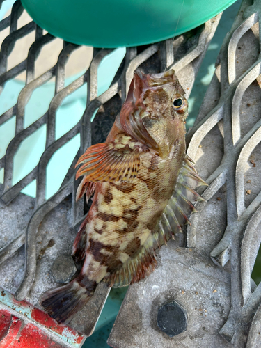 カサゴの釣果