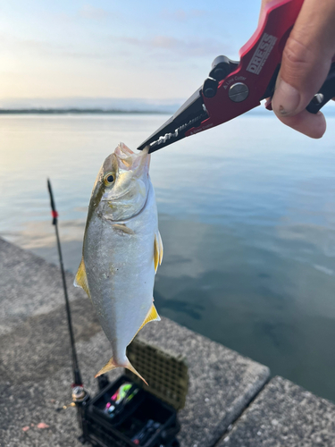 ネリゴの釣果