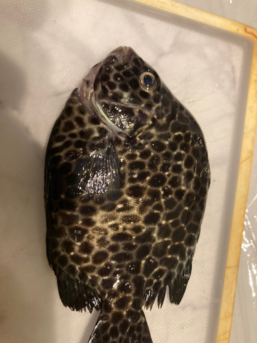 イシダイの釣果