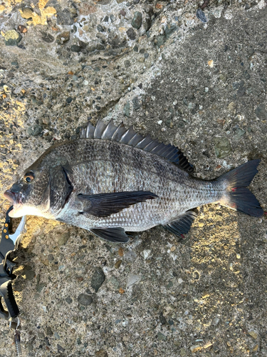 チヌの釣果