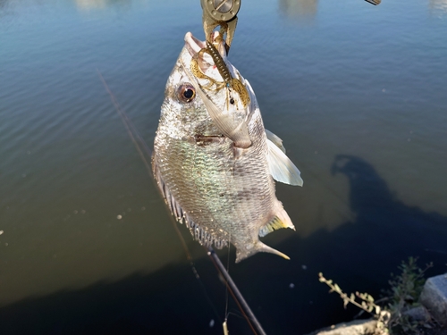 キビレの釣果