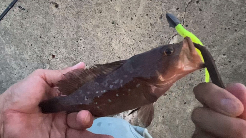 アコウの釣果