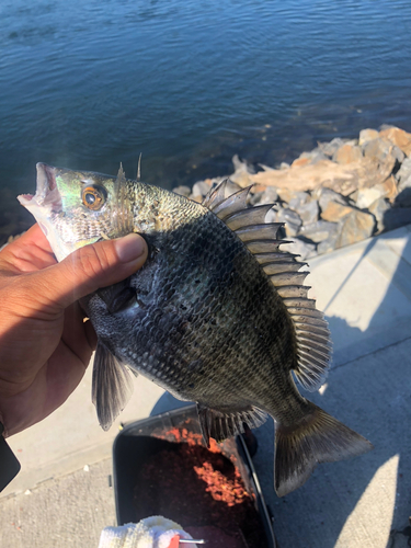 チヌの釣果