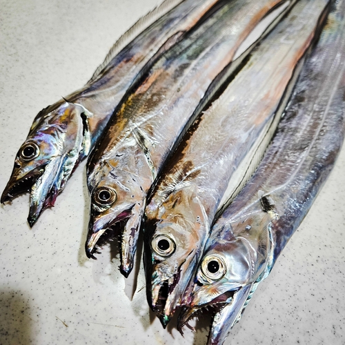 タチウオの釣果