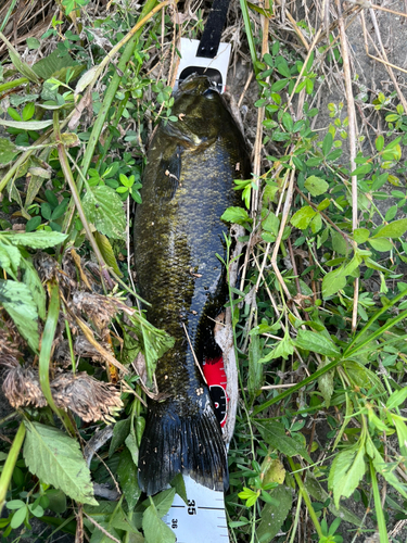 スモールマウスバスの釣果