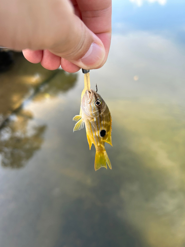 ヤマトビーの釣果