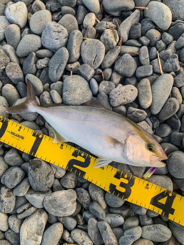 ショゴの釣果