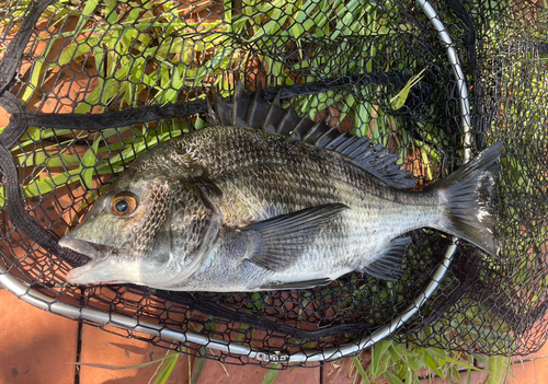 クロダイの釣果