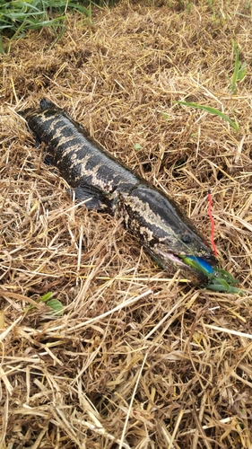 ライギョの釣果