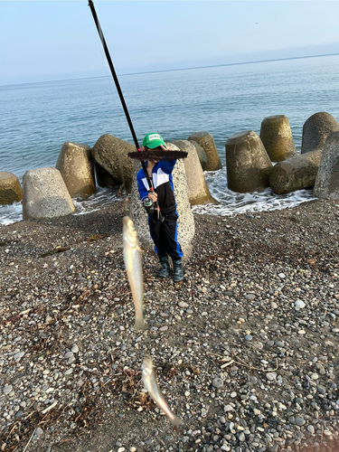 キスの釣果