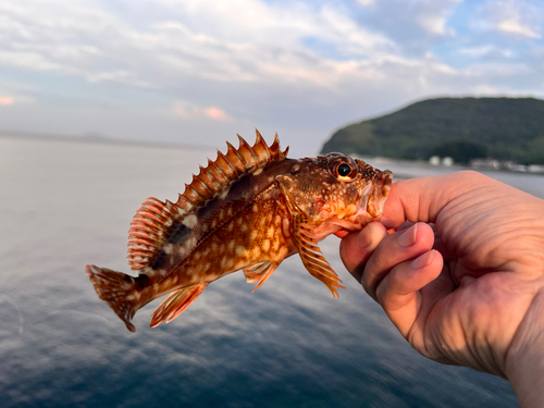 カサゴの釣果