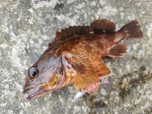 カサゴの釣果