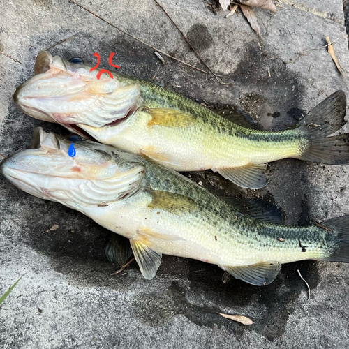 ブラックバスの釣果