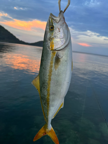 ヤズの釣果