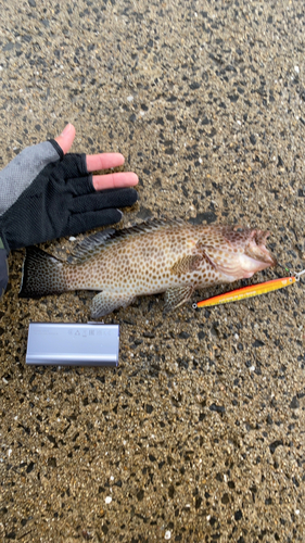 オオモンハタの釣果