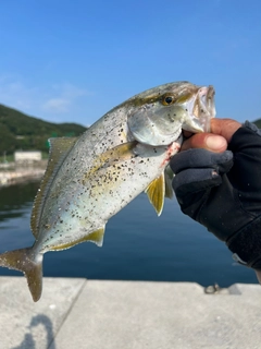 シオの釣果