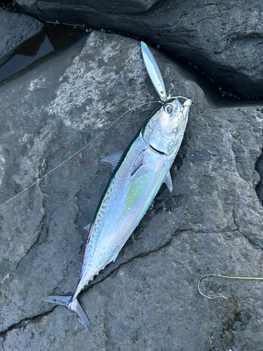 マルソウダの釣果