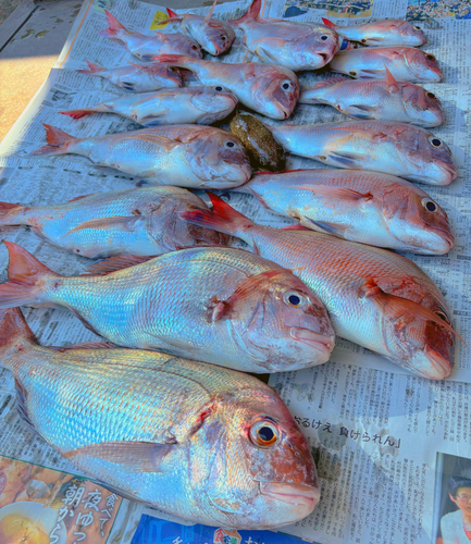 マダイの釣果