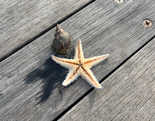 タカノハダイの釣果