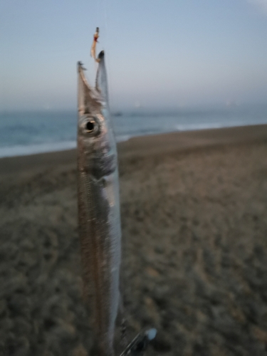 カマスの釣果