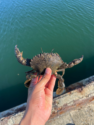 イシガニの釣果