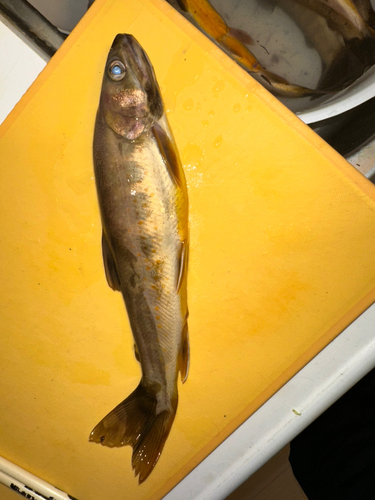 イワナの釣果