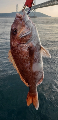 マダイの釣果