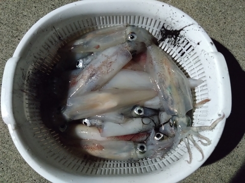 イカの釣果