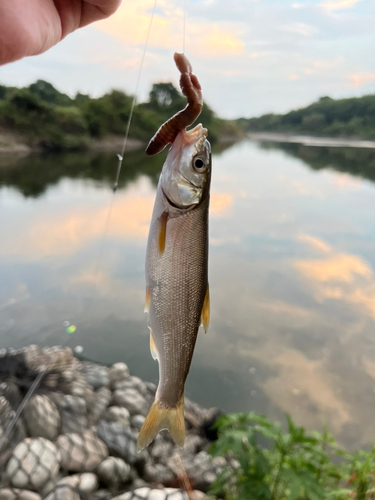 ウグイの釣果