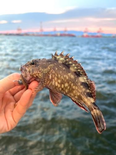 ガシラの釣果