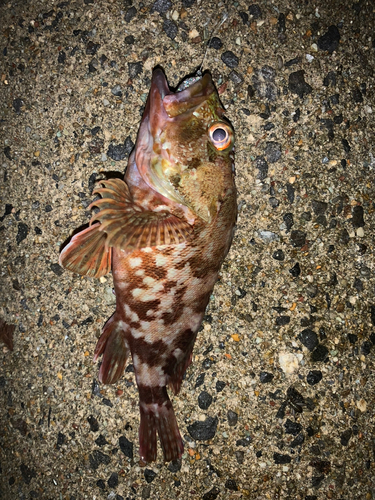 カサゴの釣果