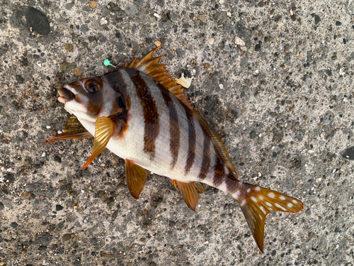 タカノハダイの釣果