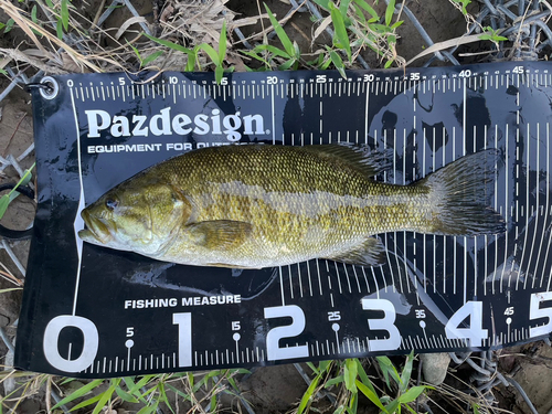 スモールマウスバスの釣果