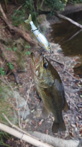 ブラックバスの釣果