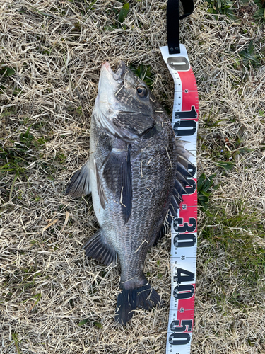 クロダイの釣果