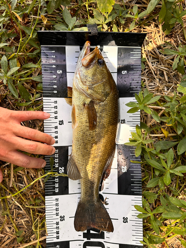 ブラックバスの釣果