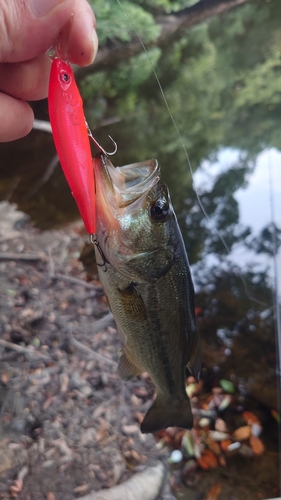 ブラックバスの釣果