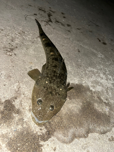 マゴチの釣果