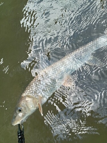 ニゴイの釣果