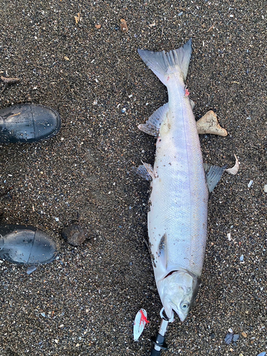 シロザケの釣果