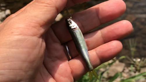 オイカワの釣果