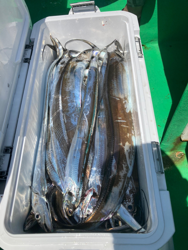 タチウオの釣果