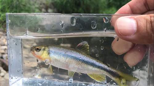 カワムツの釣果