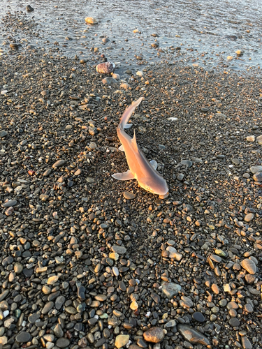 サメの釣果