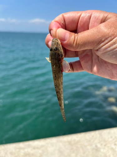 ハゼの釣果