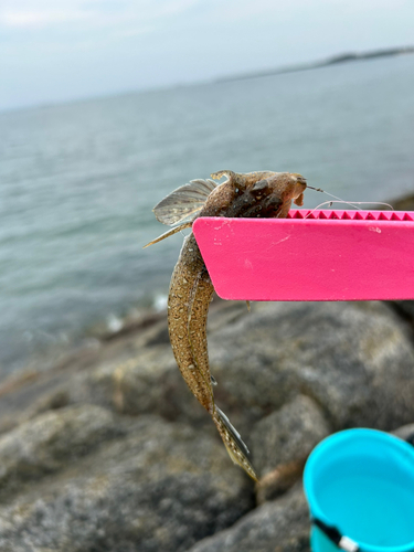 メゴチの釣果