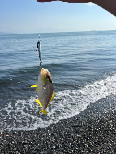 ショゴの釣果