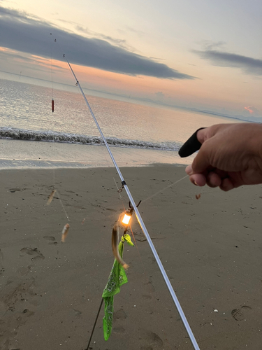 キスの釣果