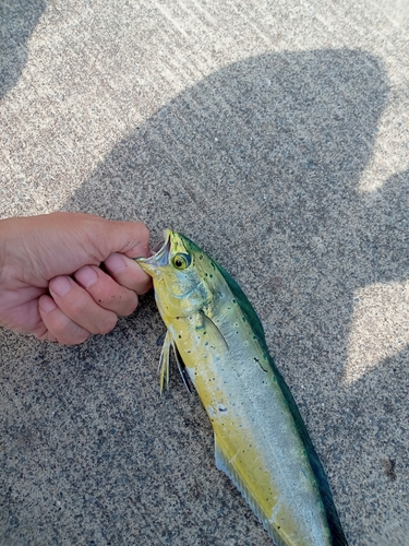 シイラの釣果