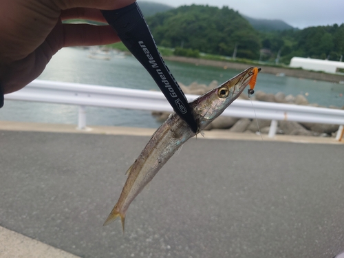 カマスの釣果